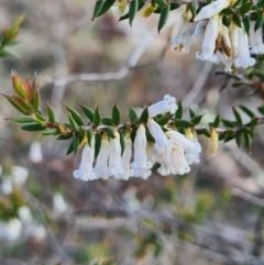 Styphelia fletcheri subsp. brevisepala (Twin Flower Beard-Heath) at Denman Prospect, ACT - 4 Sep 2020 by AaronClausen