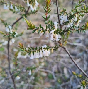 Leucopogon fletcheri subsp. brevisepalus at Denman Prospect, ACT - 4 Sep 2020