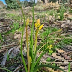 Bulbine bulbosa (Golden Lily) at Denman Prospect, ACT - 4 Sep 2020 by AaronClausen
