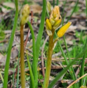 Bulbine bulbosa at Denman Prospect, ACT - 4 Sep 2020 10:59 PM