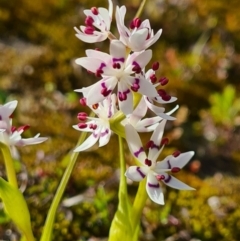 Wurmbea dioica subsp. dioica (Early Nancy) at Molonglo Valley, ACT - 4 Sep 2020 by AaronClausen