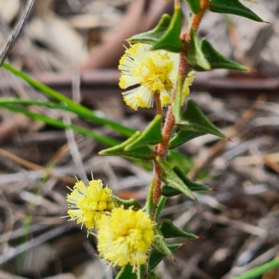 Acacia gunnii (Ploughshare Wattle) at Block 402 - 4 Sep 2020 by AaronClausen