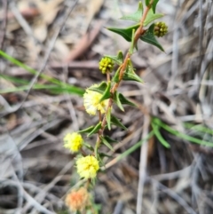 Acacia gunnii at Denman Prospect, ACT - 4 Sep 2020 11:48 PM