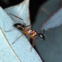 Camponotus consobrinus (Banded sugar ant) at Ainslie, ACT - 4 Sep 2020 by jb2602