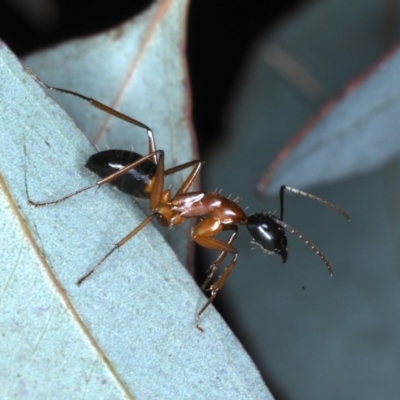 Camponotus consobrinus (Banded sugar ant) at Mount Ainslie - 4 Sep 2020 by jb2602