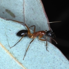 Camponotus consobrinus at Ainslie, ACT - 4 Sep 2020