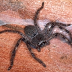 Isopeda (genus) (Huntsman Spider) at Ainslie, ACT - 4 Sep 2020 by jb2602