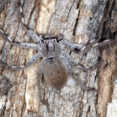 Isopeda sp. (genus) at Ainslie, ACT - 4 Sep 2020