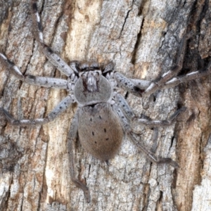 Isopeda sp. (genus) at Ainslie, ACT - 4 Sep 2020