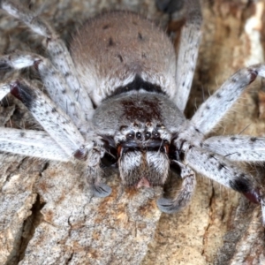 Isopeda sp. (genus) at Ainslie, ACT - 4 Sep 2020