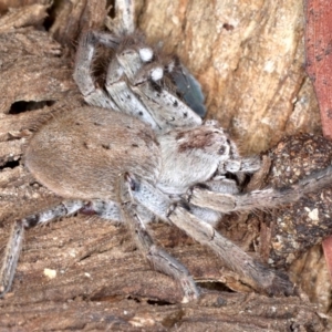 Isopeda sp. (genus) at Ainslie, ACT - 4 Sep 2020