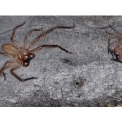 Delena cancerides (Social huntsman spider) at Ainslie, ACT - 4 Sep 2020 by jbromilow50