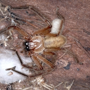 Delena cancerides at Ainslie, ACT - 4 Sep 2020 05:16 PM