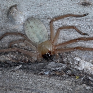 Delena cancerides at Ainslie, ACT - 4 Sep 2020