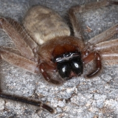 Delena cancerides at Ainslie, ACT - 4 Sep 2020