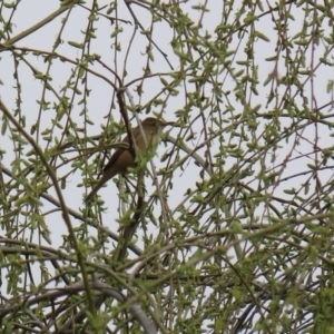 Acrocephalus australis at Fyshwick, ACT - 4 Sep 2020 02:17 PM