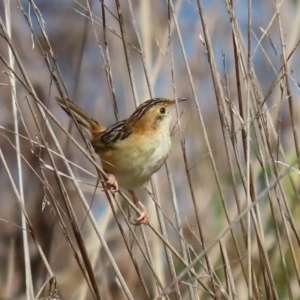 Cisticola exilis at Fyshwick, ACT - 4 Sep 2020 11:31 AM