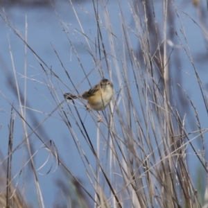 Cisticola exilis at Fyshwick, ACT - 4 Sep 2020