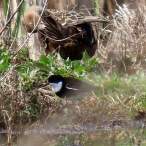 Erythrogonys cinctus at Fyshwick, ACT - 4 Sep 2020