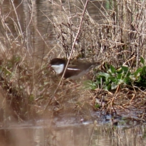 Erythrogonys cinctus at Fyshwick, ACT - 4 Sep 2020