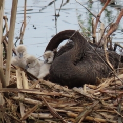 Cygnus atratus (Black Swan) at Fyshwick, ACT - 4 Sep 2020 by RodDeb