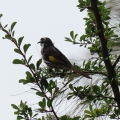 Phylidonyris novaehollandiae at Fyshwick, ACT - 4 Sep 2020