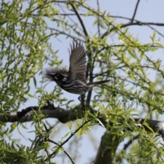 Phylidonyris novaehollandiae at Fyshwick, ACT - 4 Sep 2020