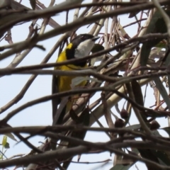 Pachycephala pectoralis (Golden Whistler) at Fyshwick, ACT - 4 Sep 2020 by RodDeb