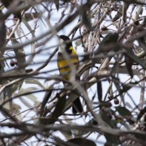 Pachycephala pectoralis at Fyshwick, ACT - 4 Sep 2020