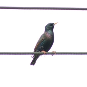 Sturnus vulgaris at Hughes, ACT - suppressed