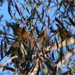 Entomyzon cyanotis (Blue-faced Honeyeater) at Red Hill to Yarralumla Creek - 5 Sep 2020 by LisaH