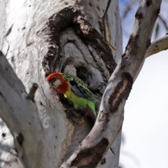 Platycercus eximius (Eastern Rosella) at Macarthur, ACT - 5 Sep 2020 by RodDeb