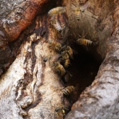 Apis mellifera (European honey bee) at Macarthur, ACT - 5 Sep 2020 by RodDeb