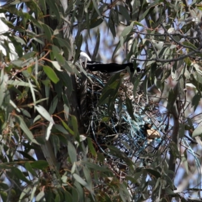Gymnorhina tibicen (Australian Magpie) at Macarthur, ACT - 5 Sep 2020 by RodDeb