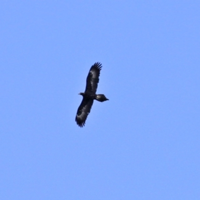 Aquila audax (Wedge-tailed Eagle) at Macarthur, ACT - 5 Sep 2020 by RodDeb