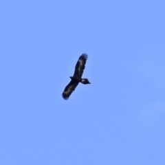 Aquila audax at Macarthur, ACT - 5 Sep 2020 12:02 PM