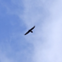 Aquila audax at Macarthur, ACT - 5 Sep 2020 12:02 PM