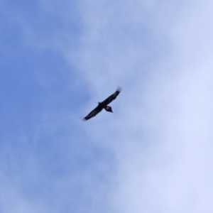 Aquila audax at Macarthur, ACT - 5 Sep 2020 12:02 PM