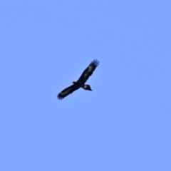 Aquila audax at Macarthur, ACT - 5 Sep 2020 12:02 PM