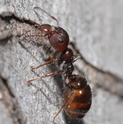 Myrmecorhynchus emeryi (Possum Ant) at Downer, ACT - 28 Aug 2020 by TimL