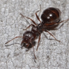 Myrmecorhynchus emeryi at Downer, ACT - 28 Aug 2020 01:01 PM