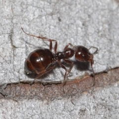 Myrmecorhynchus emeryi at Downer, ACT - 28 Aug 2020 01:01 PM