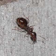 Myrmecorhynchus emeryi at Downer, ACT - 28 Aug 2020 01:01 PM