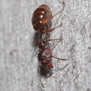 Myrmecorhynchus emeryi at Downer, ACT - 28 Aug 2020 01:01 PM