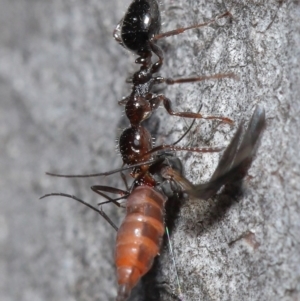 Myrmecorhynchus emeryi at Downer, ACT - 28 Aug 2020 01:18 PM