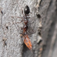 Myrmecorhynchus emeryi at Downer, ACT - 28 Aug 2020 01:18 PM