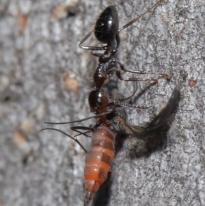 Myrmecorhynchus emeryi at Downer, ACT - 28 Aug 2020 01:18 PM