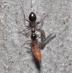 Myrmecorhynchus emeryi at Downer, ACT - 28 Aug 2020 01:18 PM