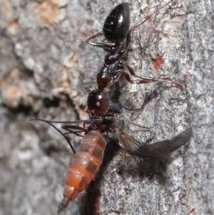 Myrmecorhynchus emeryi at Downer, ACT - 28 Aug 2020 01:18 PM