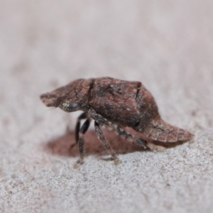 Stenocotis sp. (genus) at Downer, ACT - 4 Sep 2020